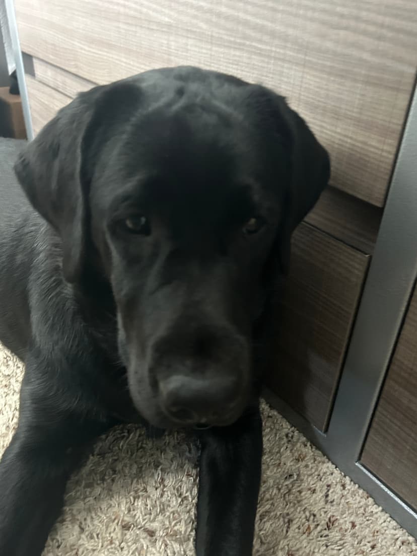 ember, a guide dog trained by aggie guide & service dogs at texas a&m