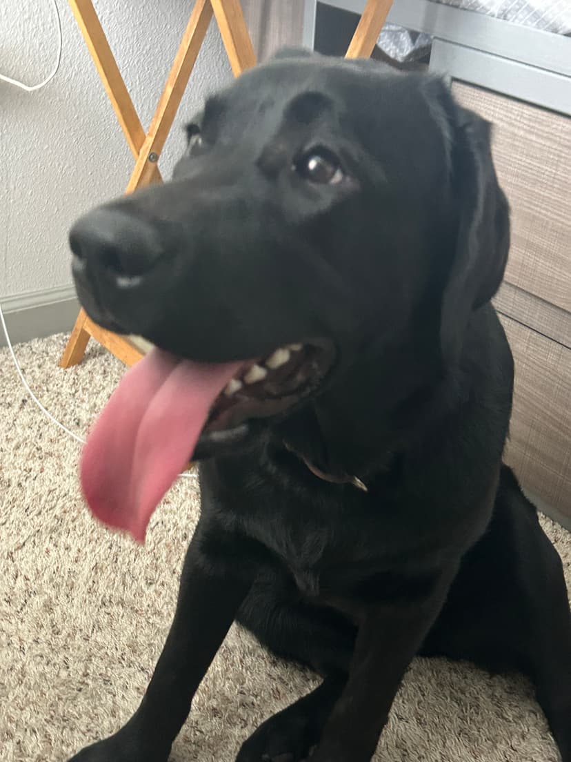 ember, a guide dog trained by aggie guide & service dogs at texas a&m
