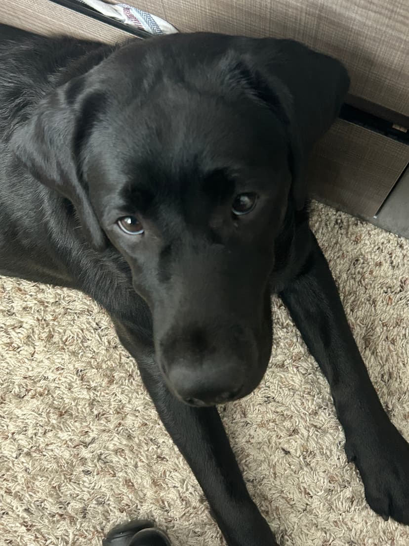 ember, a guide dog trained by aggie guide & service dogs at texas a&m
