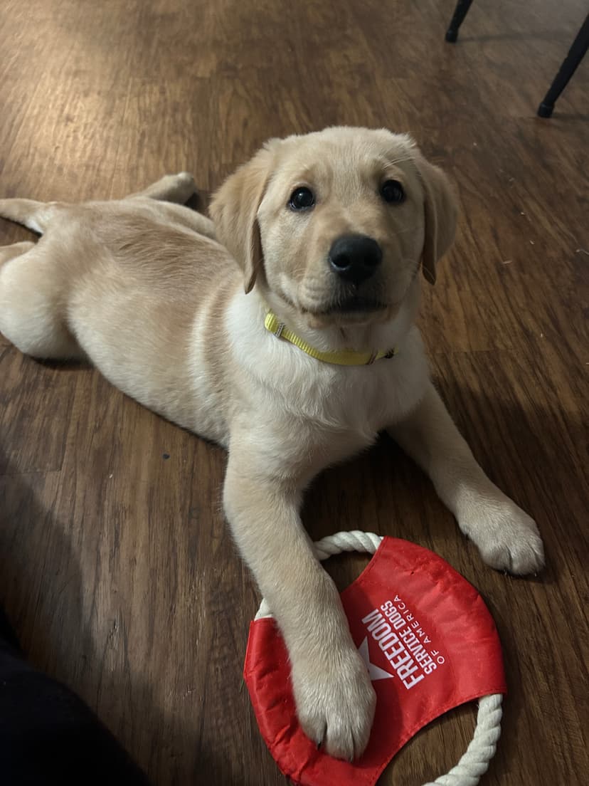 gator, a guide dog trained by aggie guide & service dogs at texas a&m