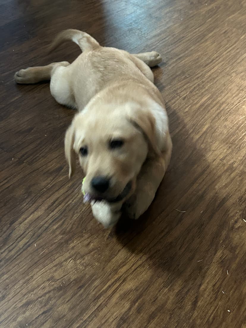 gator, a guide dog trained by aggie guide & service dogs at texas a&m