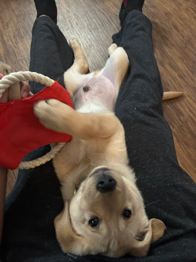 gator, a guide dog trained by aggie guide & service dogs at texas a&m