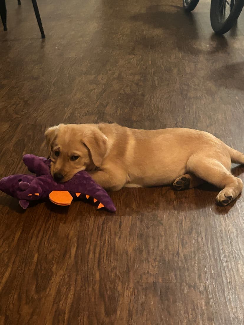 gator, a guide dog trained by aggie guide & service dogs at texas a&m