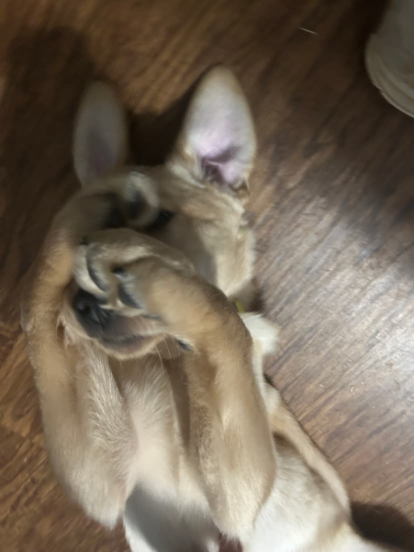 gator, a guide dog trained by aggie guide & service dogs at texas a&m