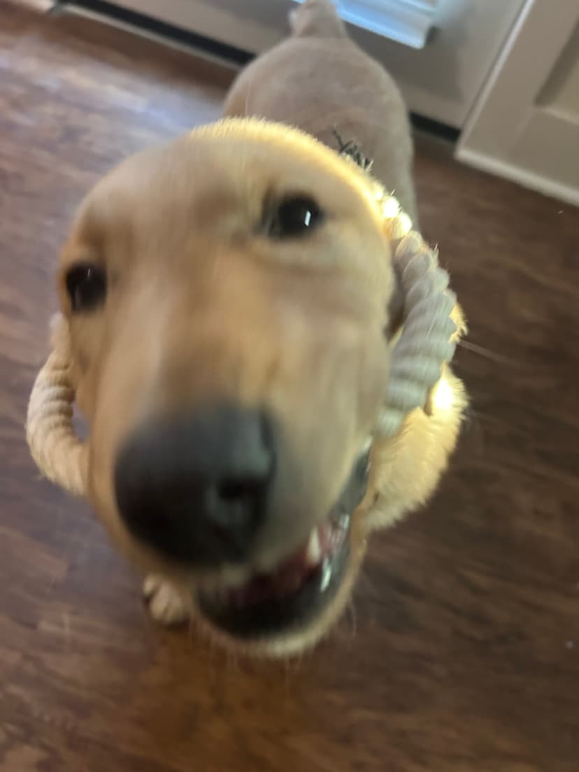 gator, a guide dog trained by aggie guide & service dogs at texas a&m