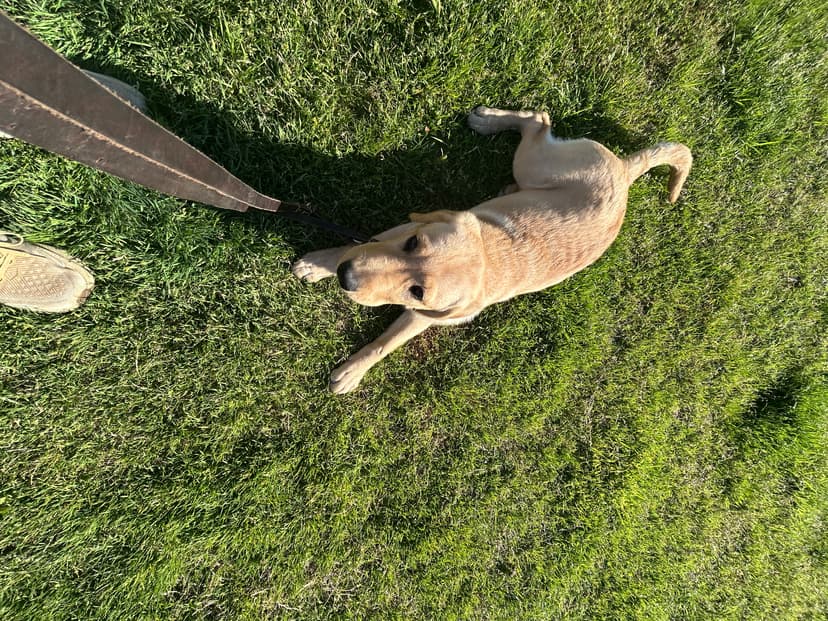 gator, a guide dog trained by aggie guide & service dogs at texas a&m