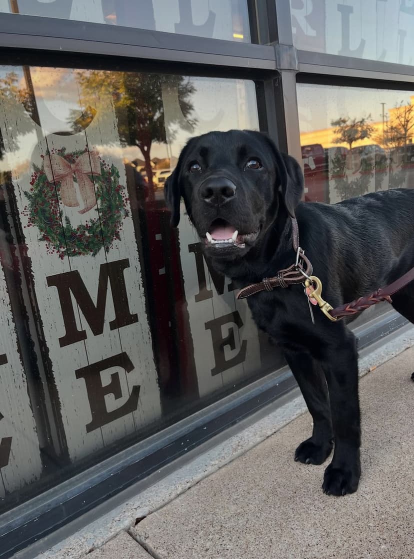 kodama, a guide dog trained by aggie guide & service dogs at texas a&m