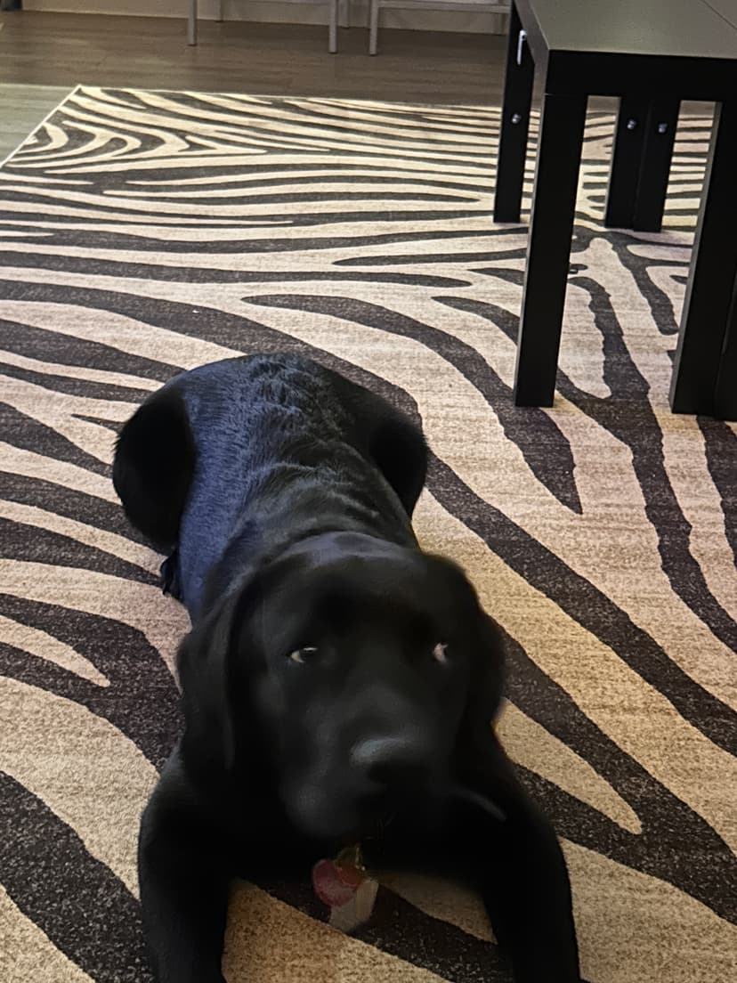 kodama, a guide dog trained by aggie guide & service dogs at texas a&m