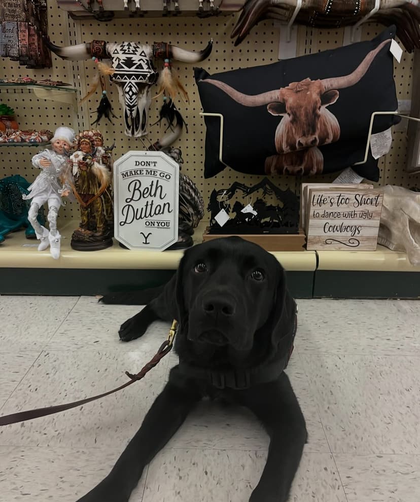 kodama, a guide dog trained by aggie guide & service dogs at texas a&m