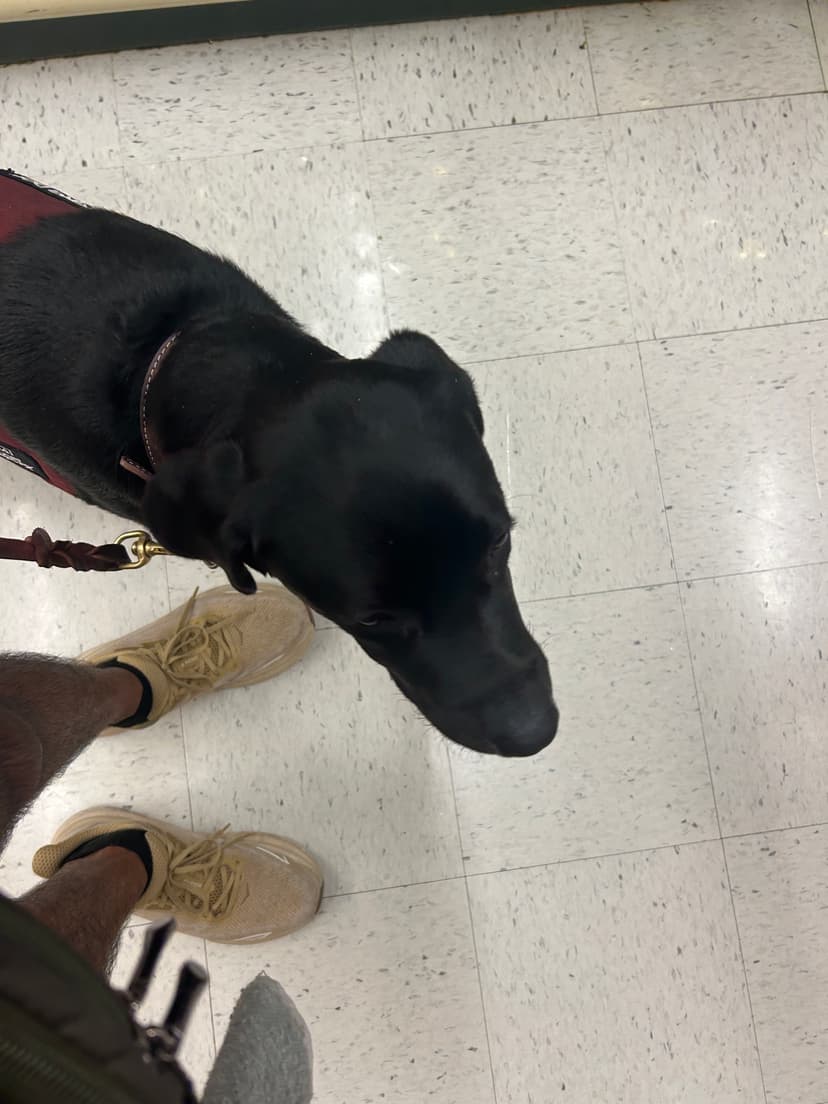 kodama, a guide dog trained by aggie guide & service dogs at texas a&m