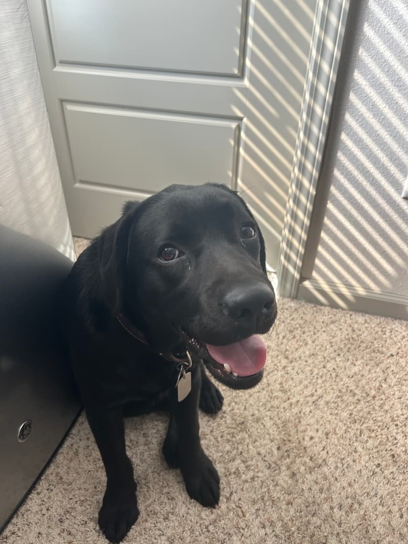 kodama, a guide dog trained by aggie guide & service dogs at texas a&m