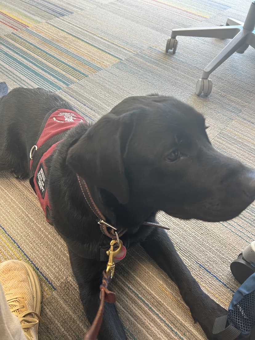 kodama, a guide dog trained by aggie guide & service dogs at texas a&m