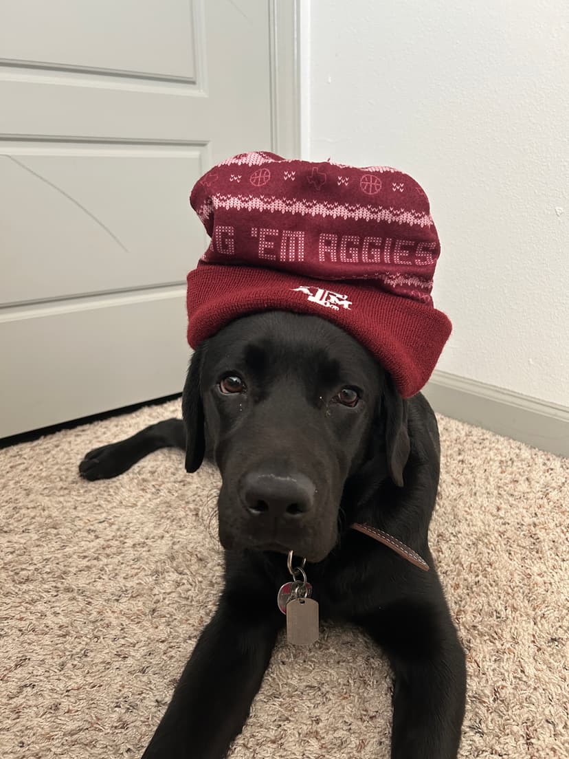 kodama, a guide dog trained by aggie guide & service dogs at texas a&m