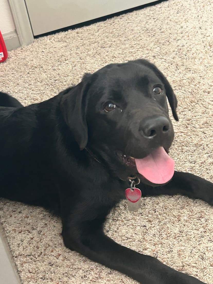 kodama, a guide dog trained by aggie guide & service dogs at texas a&m