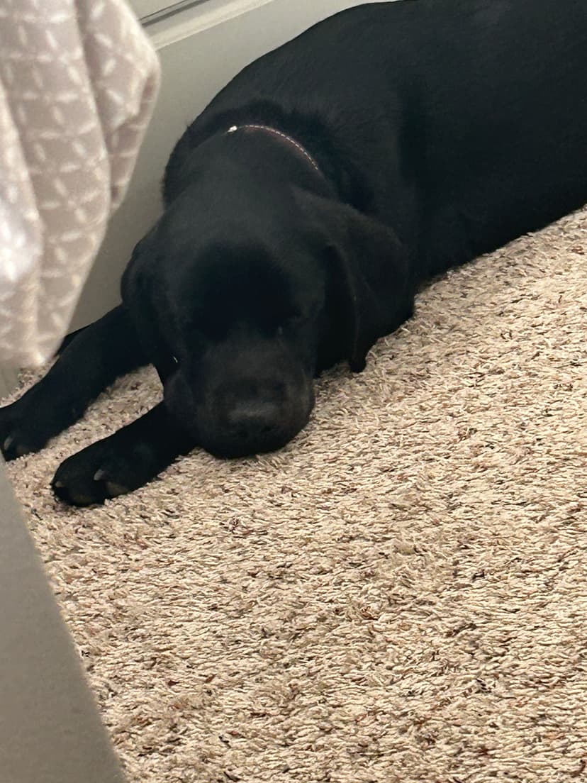 kodama, a guide dog trained by aggie guide & service dogs at texas a&m