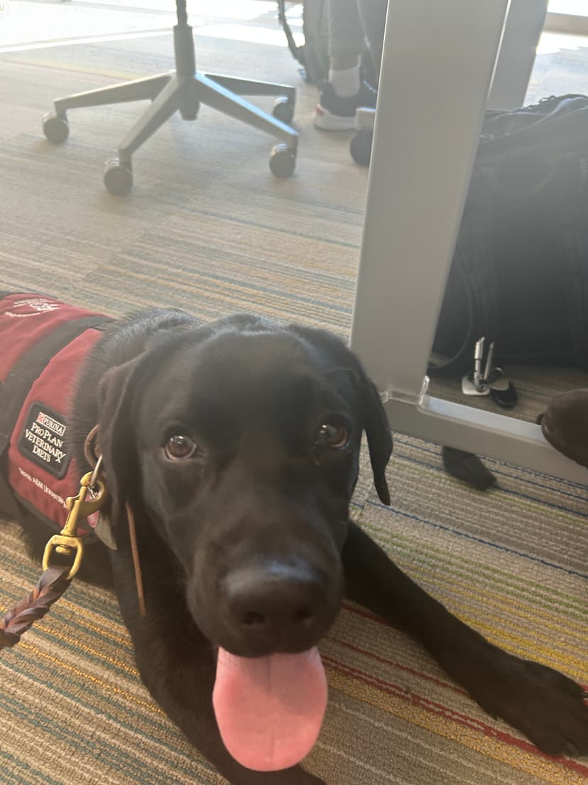 kodama, a guide dog trained by aggie guide & service dogs at texas a&m