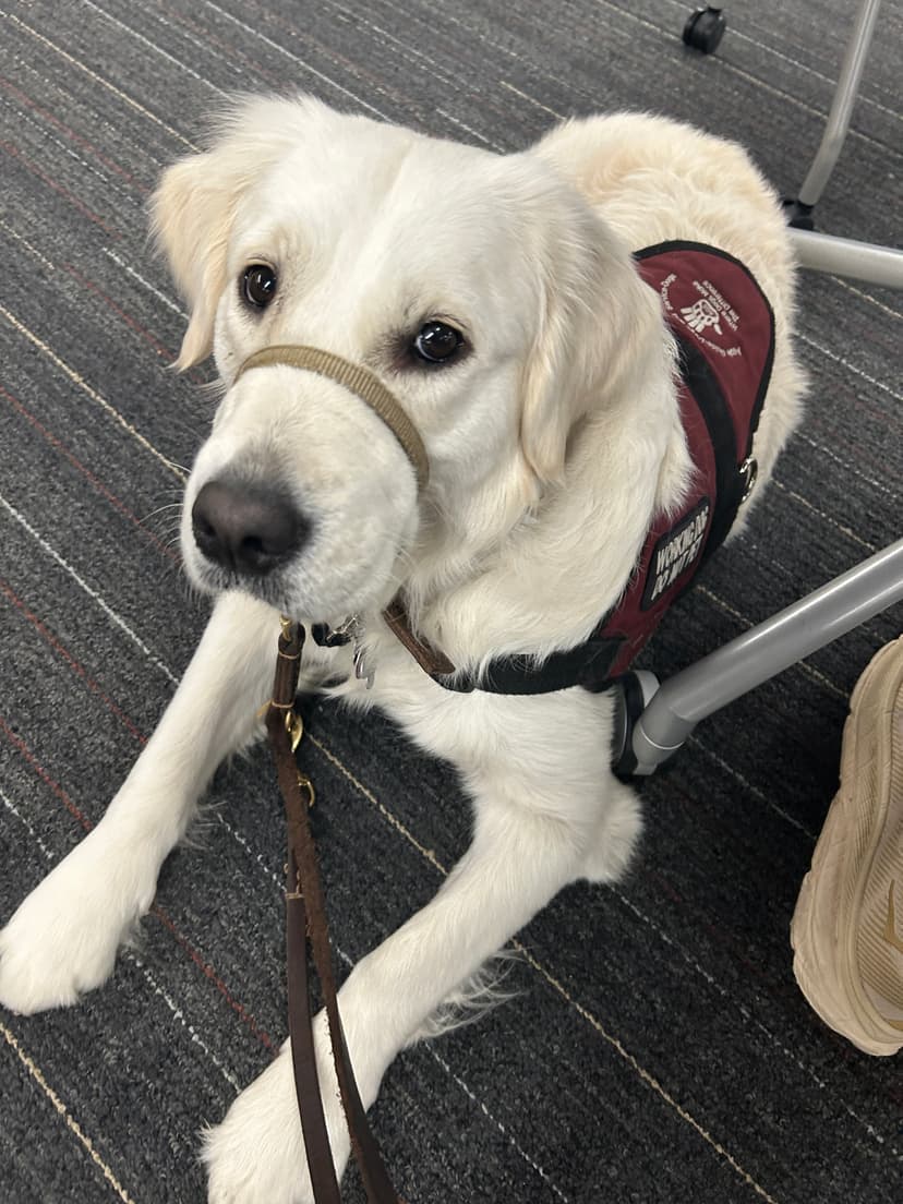 lily, a guide dog trained by aggie guide & service dogs at texas a&m