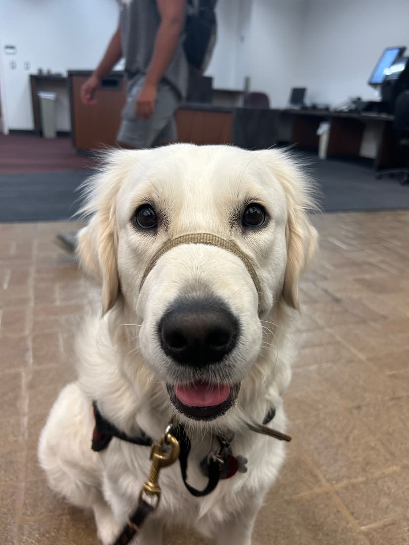 lily, a guide dog trained by aggie guide & service dogs at texas a&m