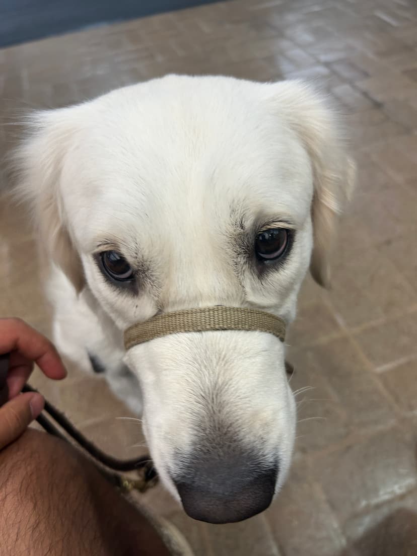 lily, a guide dog trained by aggie guide & service dogs at texas a&m