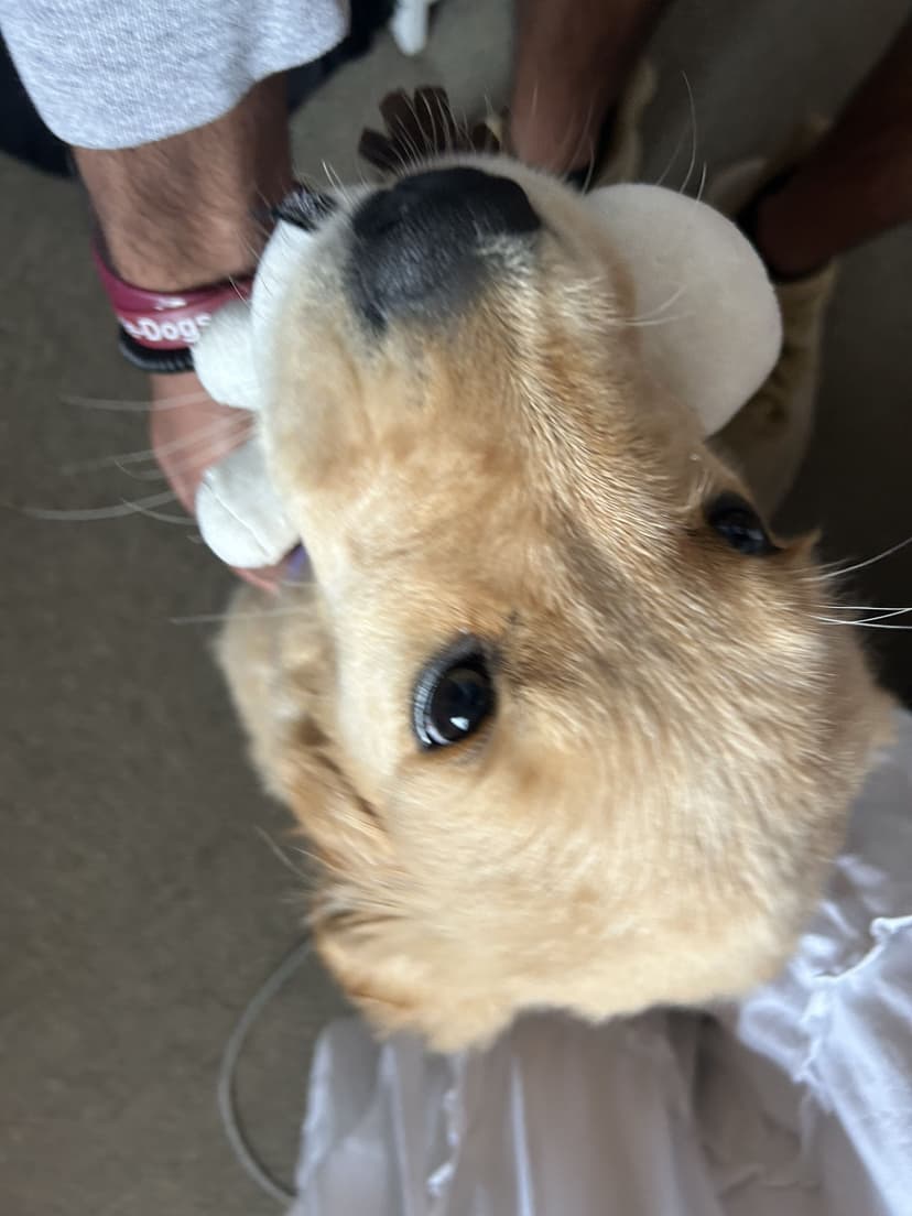 maisie, a guide dog trained by aggie guide & service dogs at texas a&m