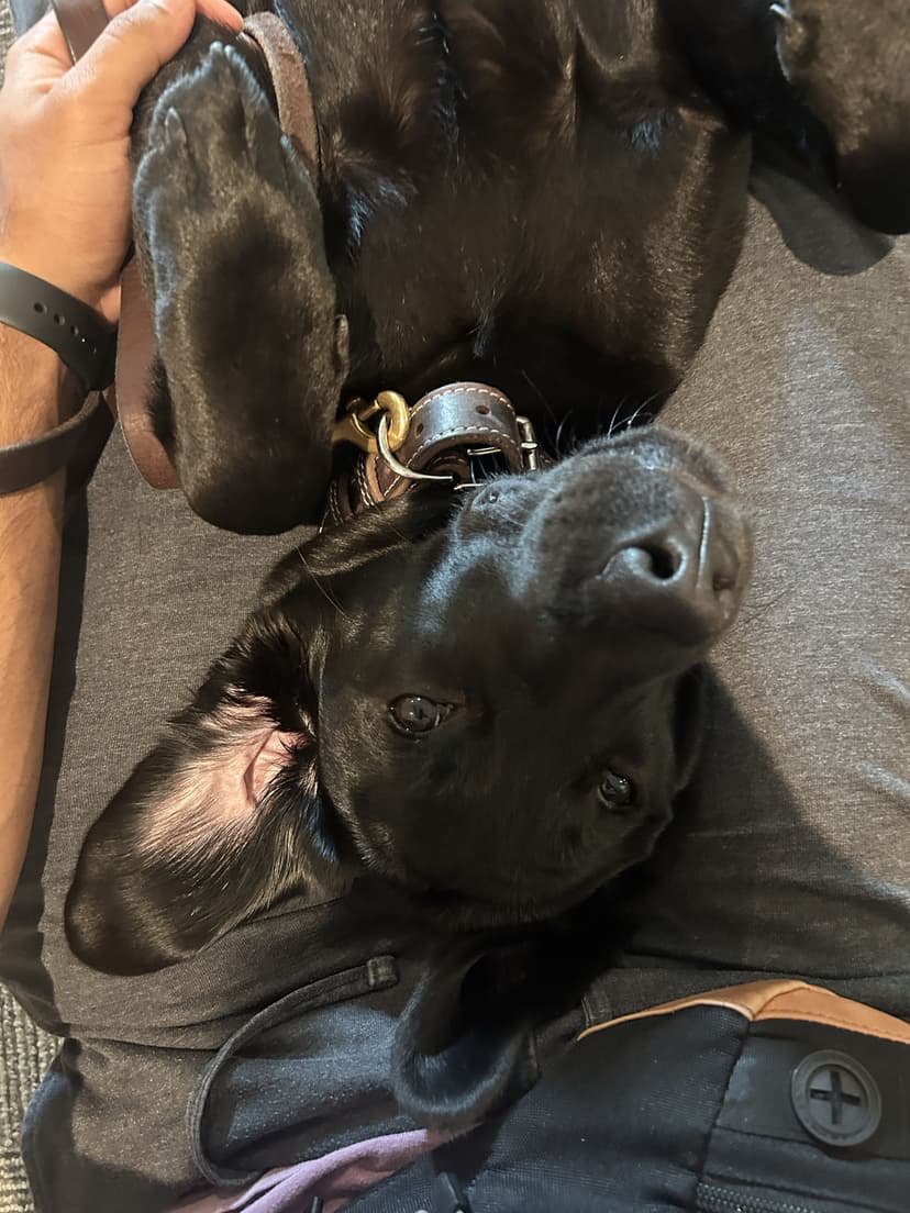 rosie, a guide dog trained by aggie guide & service dogs at texas a&m