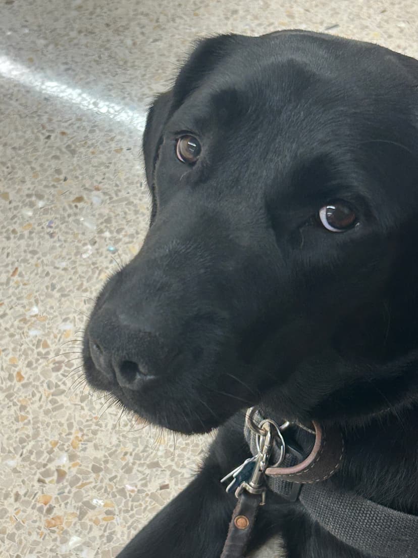 sadie, a guide dog trained by aggie guide & service dogs at texas a&m