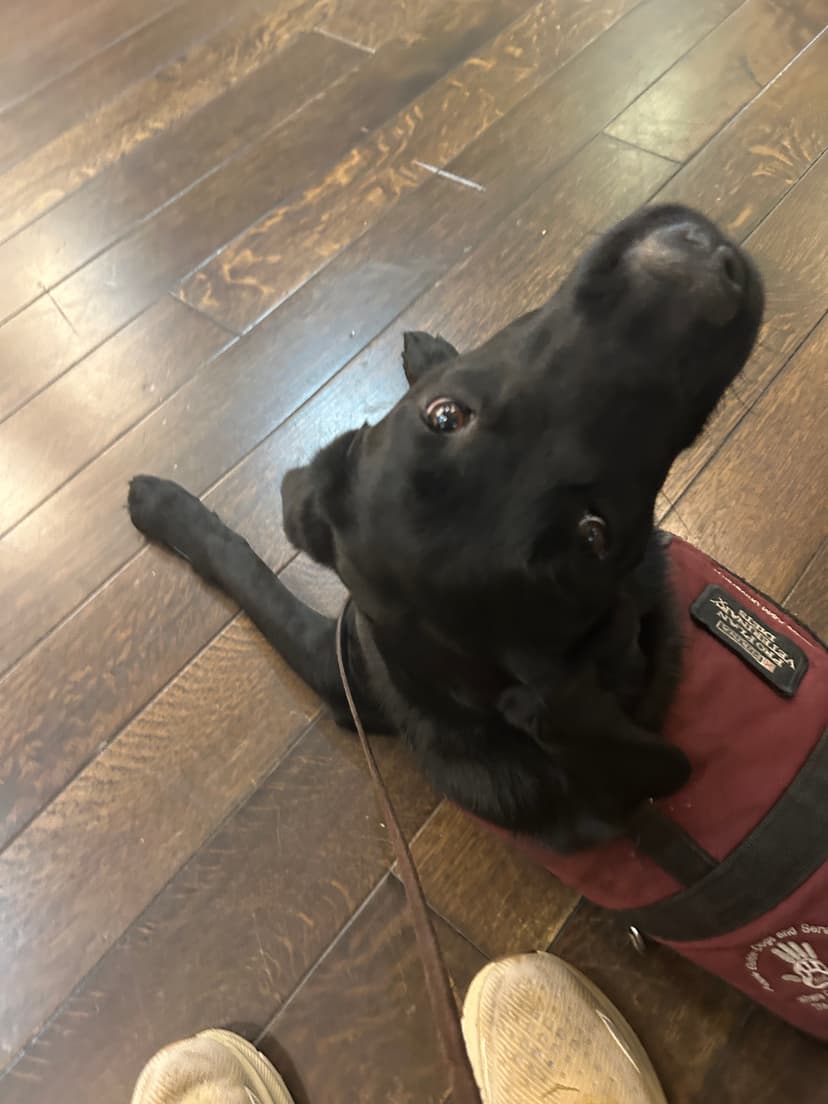 sadie, a guide dog trained by aggie guide & service dogs at texas a&m