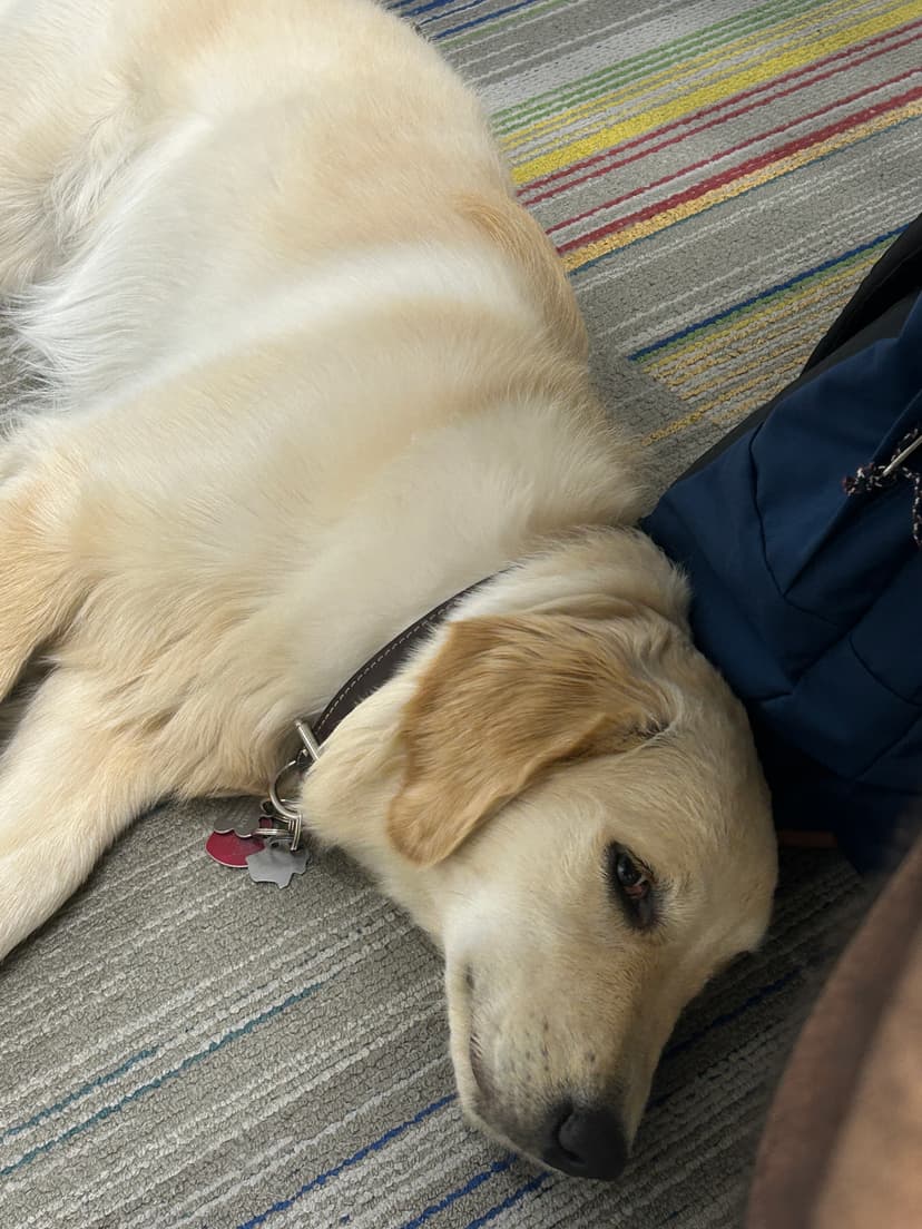 skylar, a guide dog trained by aggie guide & service dogs at texas a&m