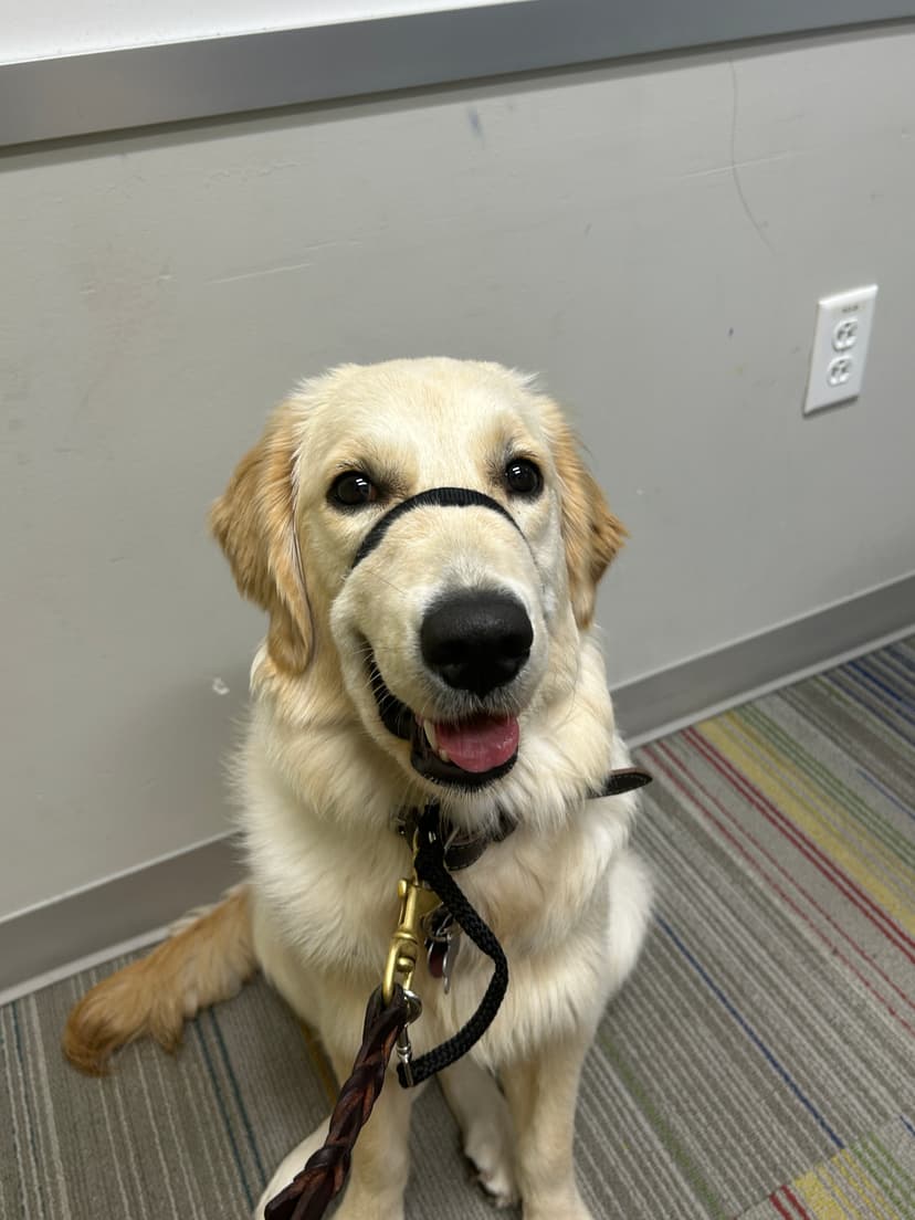 skylar, a guide dog trained by aggie guide & service dogs at texas a&m