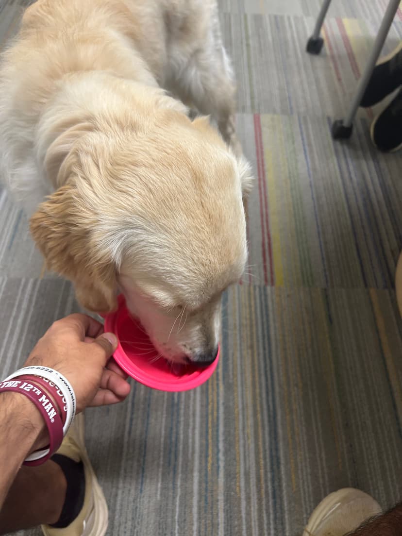 skylar, a guide dog trained by aggie guide & service dogs at texas a&m