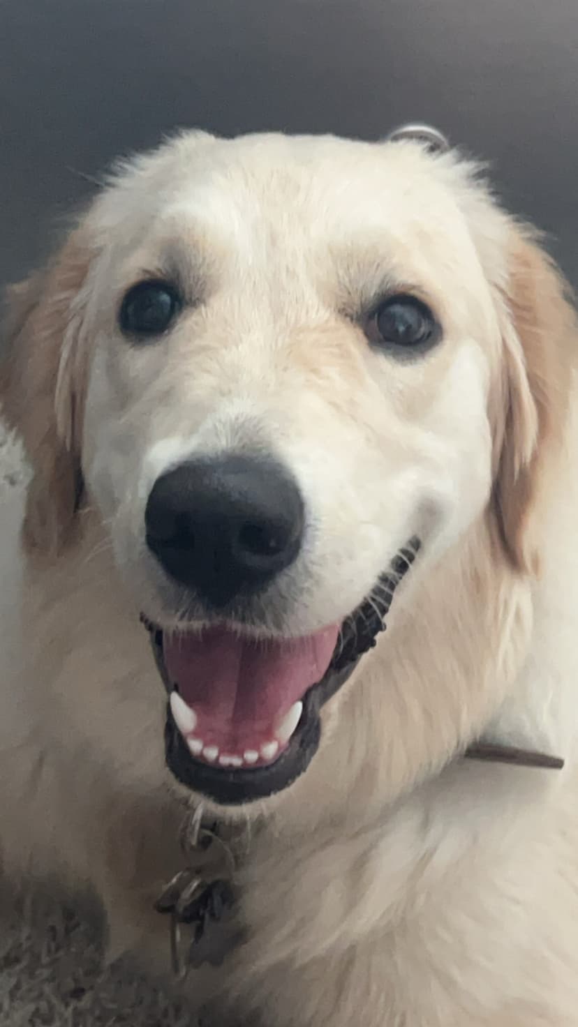 skylar, a guide dog trained by aggie guide & service dogs at texas a&m