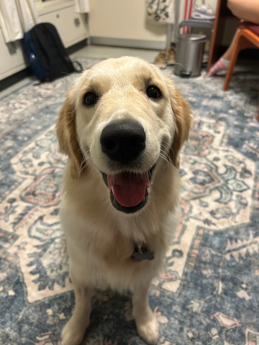 skylar, a guide dog trained by aggie guide & service dogs at texas a&m