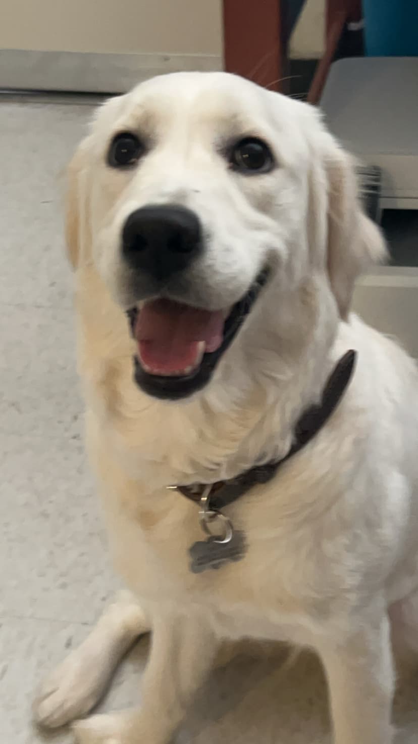 snow, a guide dog trained by aggie guide & service dogs at texas a&m