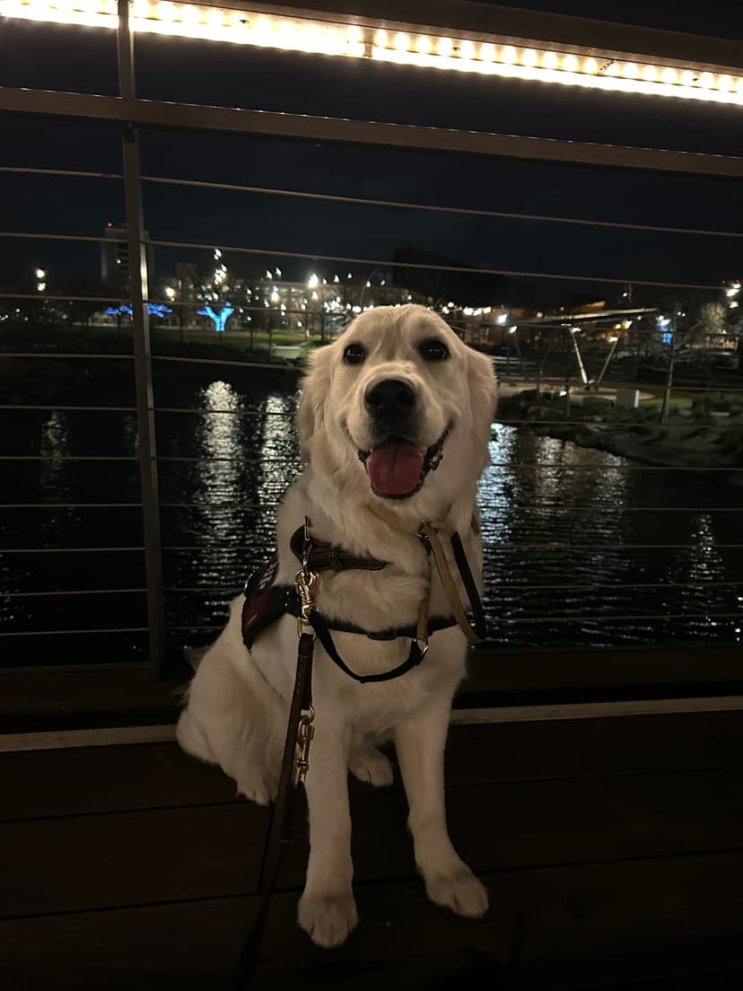 snow, a guide dog trained by aggie guide & service dogs at texas a&m