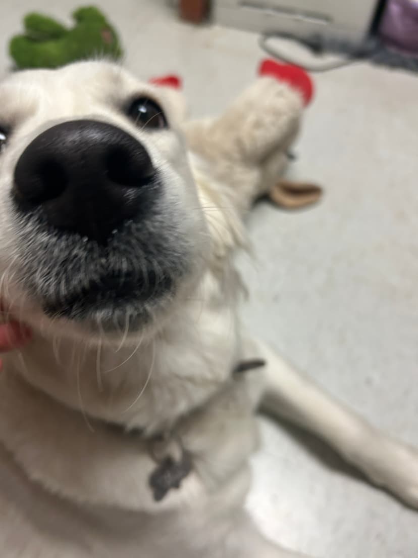 snow, a guide dog trained by aggie guide & service dogs at texas a&m