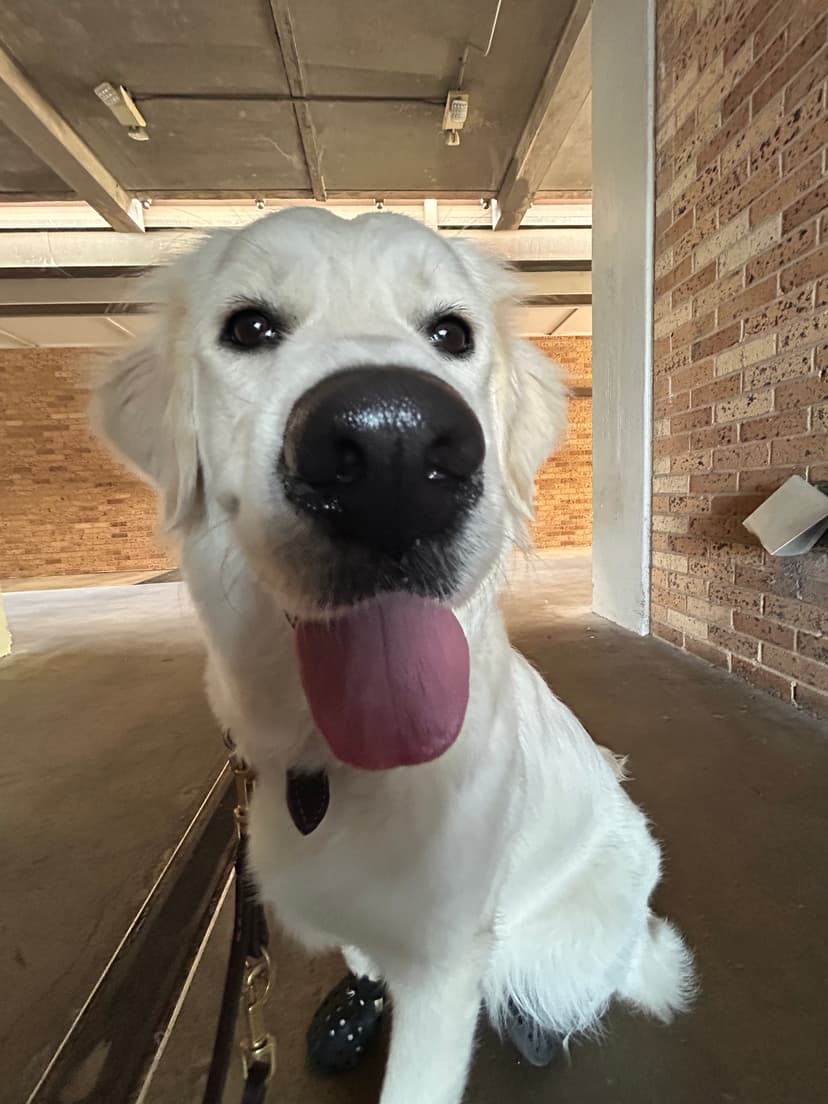 snow, a guide dog trained by aggie guide & service dogs at texas a&m