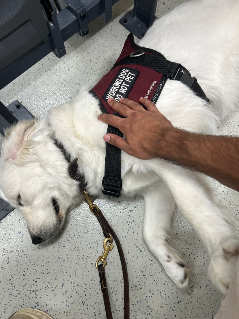 snow, a guide dog trained by aggie guide & service dogs at texas a&m