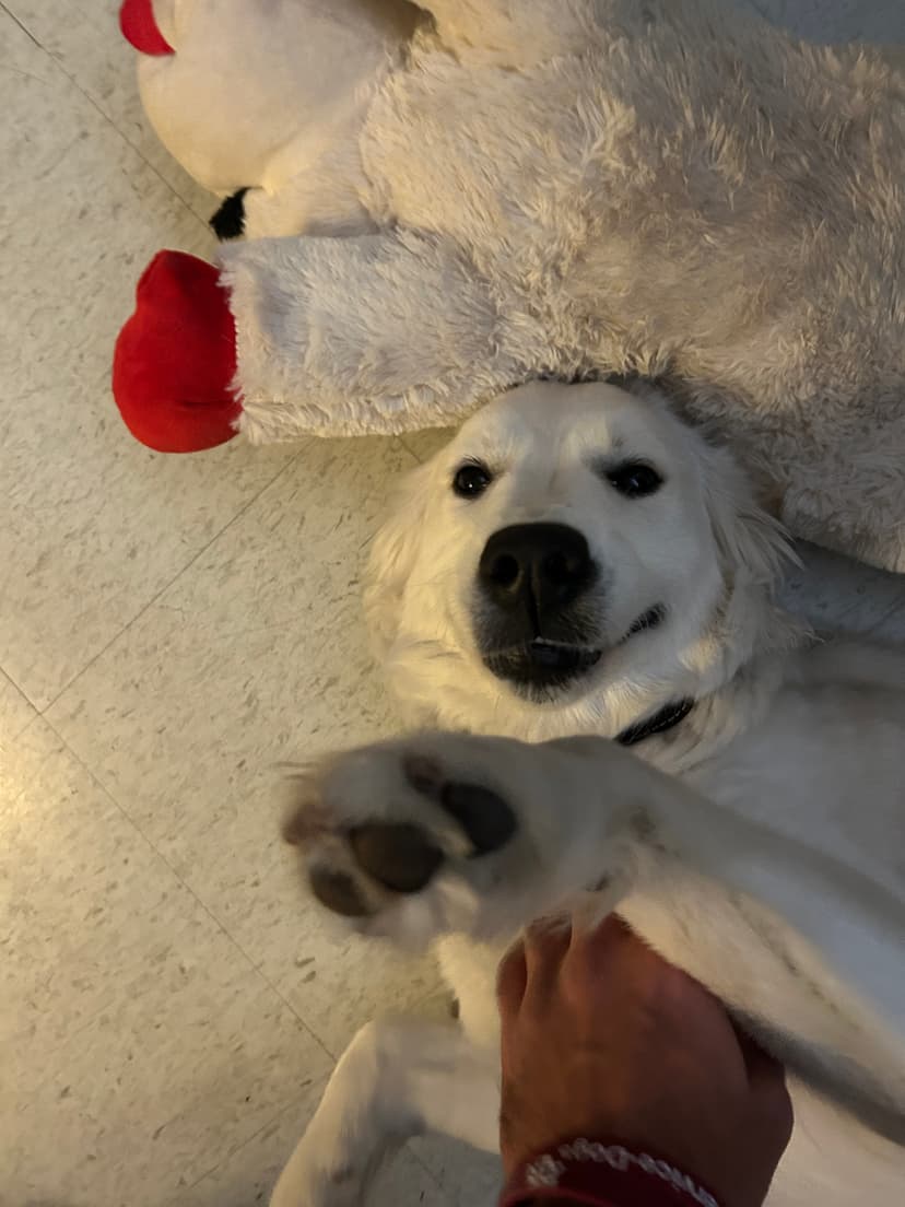snow, a guide dog trained by aggie guide & service dogs at texas a&m