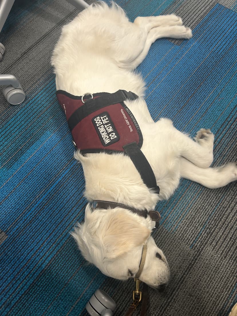 snow, a guide dog trained by aggie guide & service dogs at texas a&m