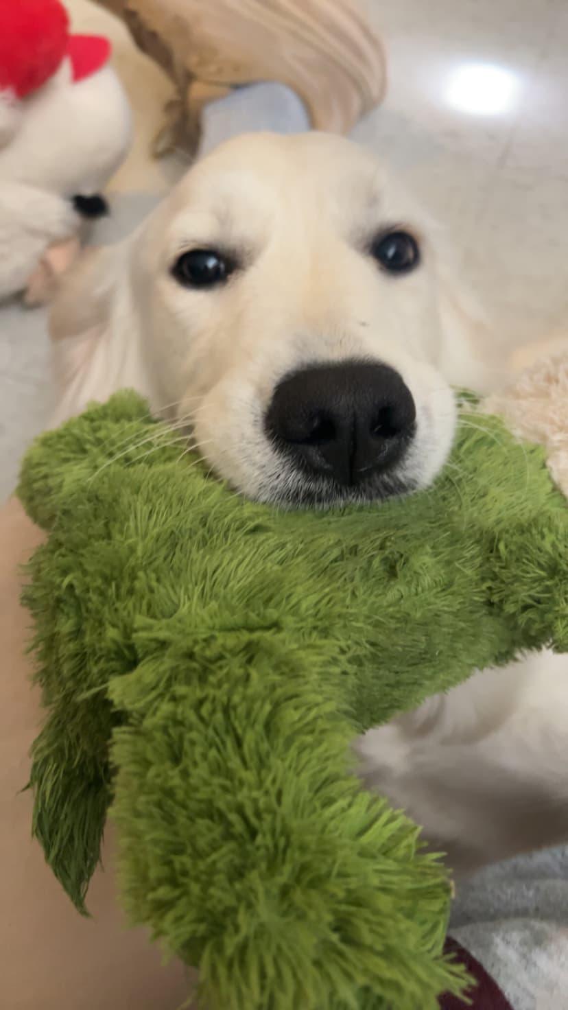 snow, a guide dog trained by aggie guide & service dogs at texas a&m