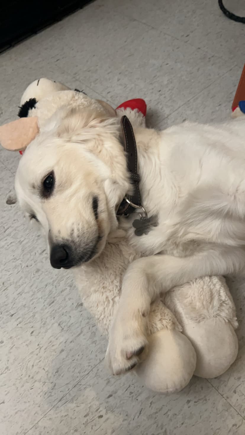 snow, a guide dog trained by aggie guide & service dogs at texas a&m