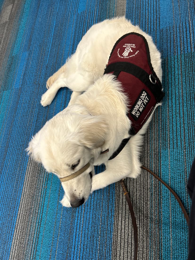 snow, a guide dog trained by aggie guide & service dogs at texas a&m