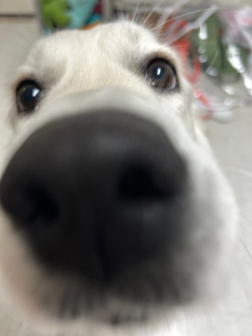 snow, a guide dog trained by aggie guide & service dogs at texas a&m