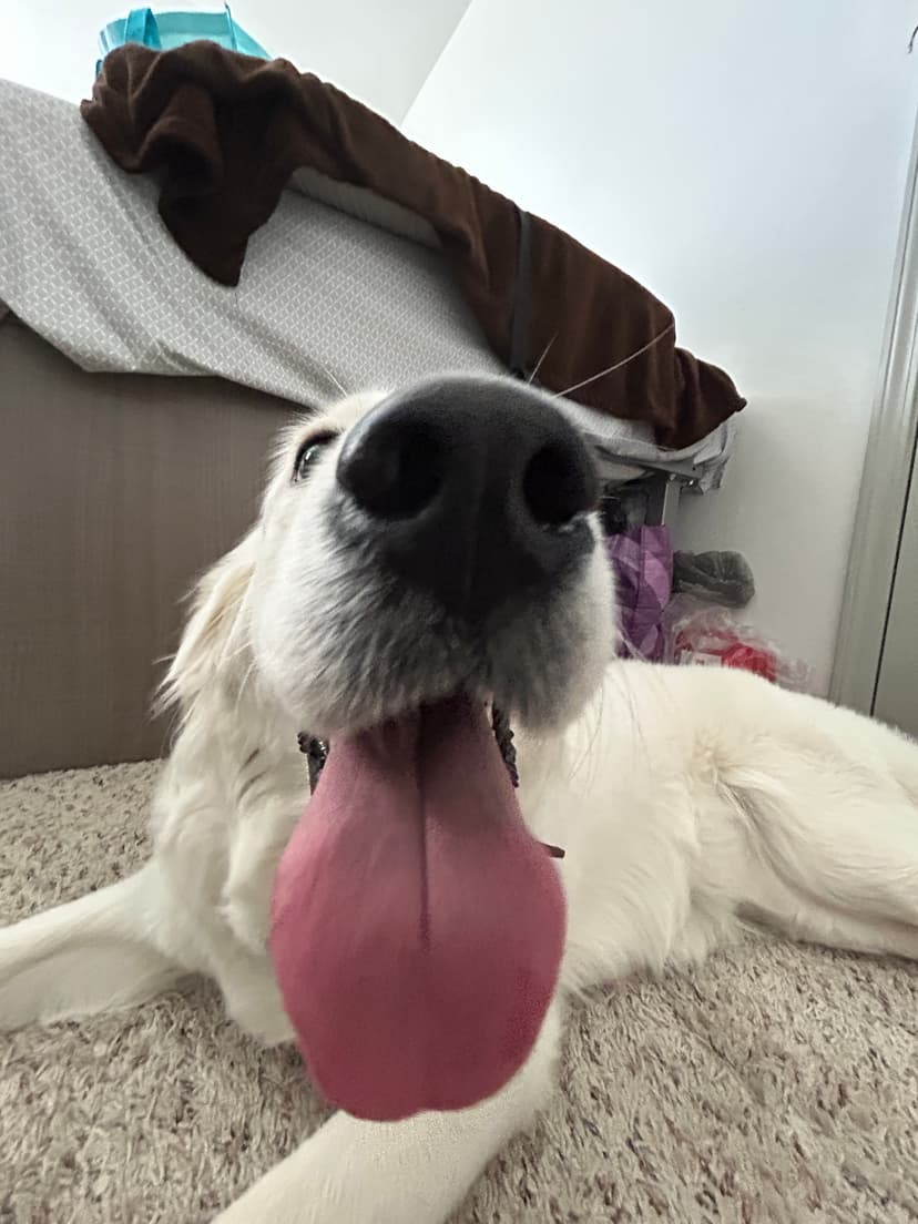 snow, a guide dog trained by aggie guide & service dogs at texas a&m
