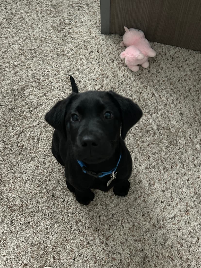 vinny, a guide dog trained by aggie guide & service dogs at texas a&m