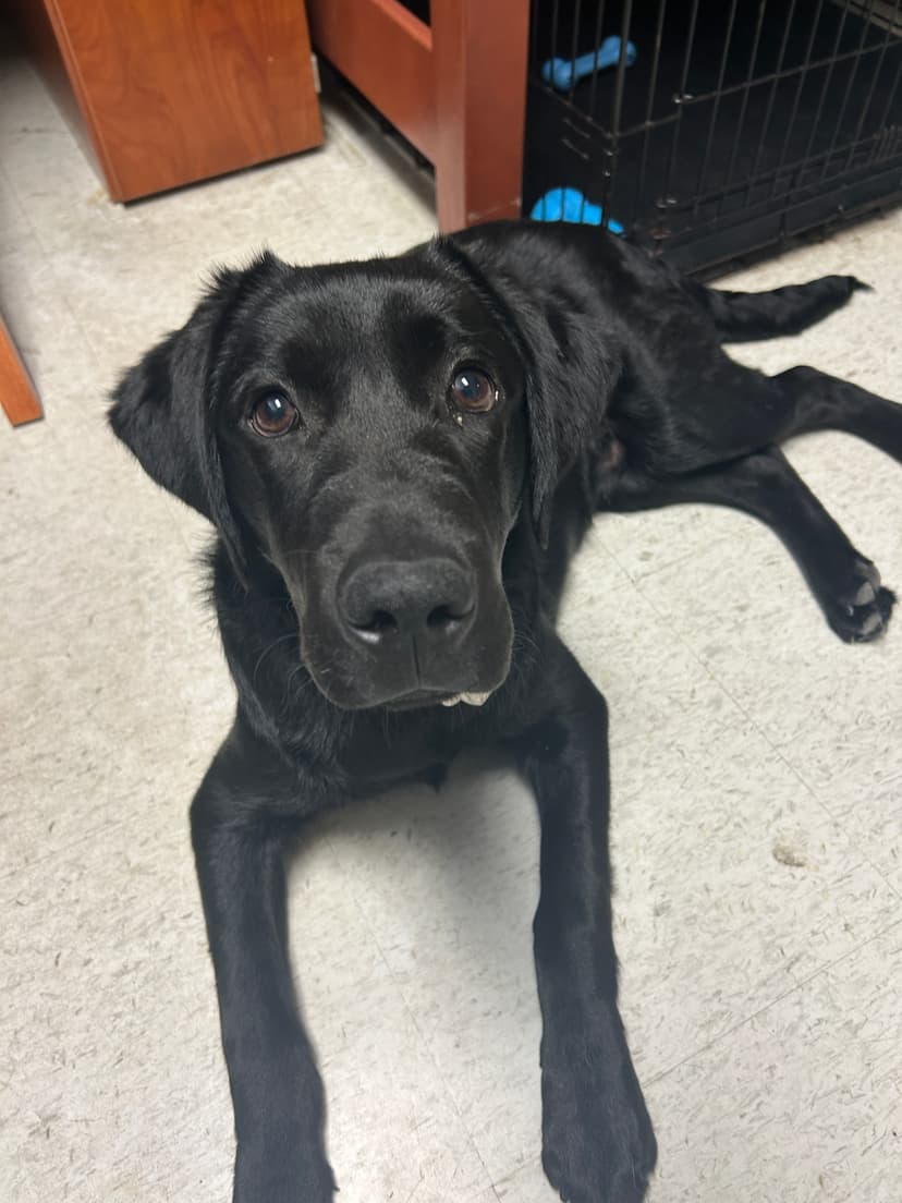 vinny, a guide dog trained by aggie guide & service dogs at texas a&m