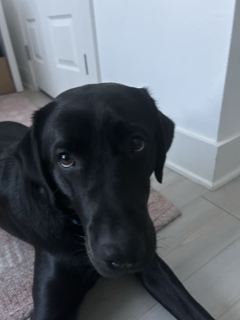 vinny, a guide dog trained by aggie guide & service dogs at texas a&m