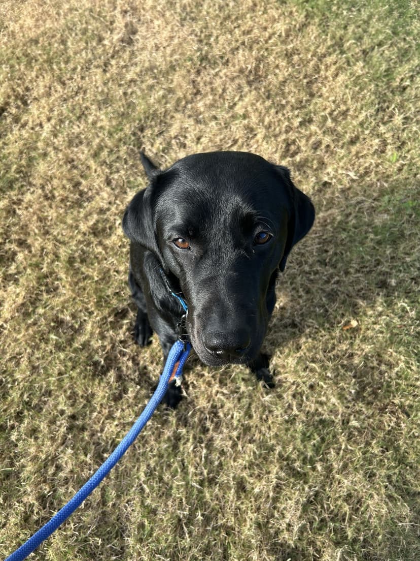 vinny, a guide dog trained by aggie guide & service dogs at texas a&m