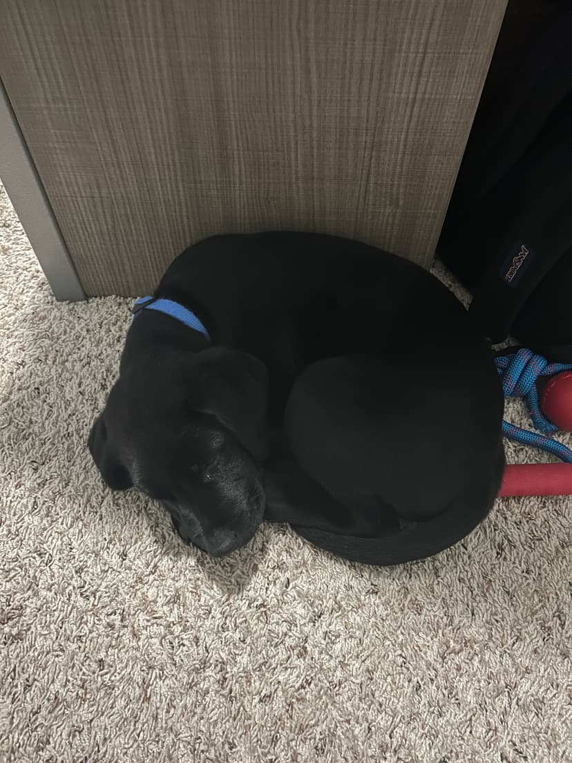 vinny, a guide dog trained by aggie guide & service dogs at texas a&m