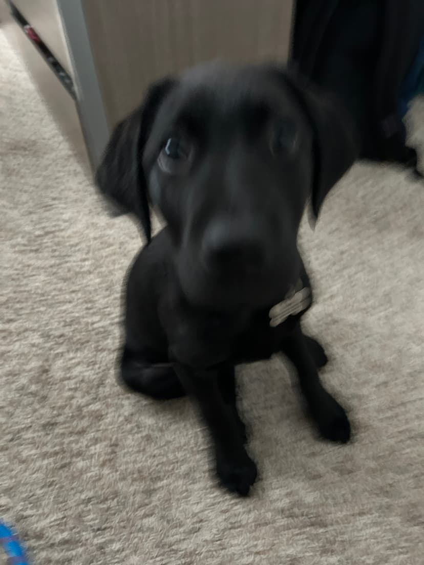 vinny, a guide dog trained by aggie guide & service dogs at texas a&m